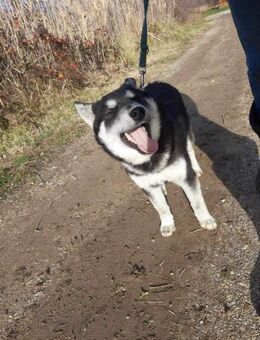 Husky THOR - aufgeschlossen, sozial - Linden (Hessen)
