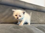 Wir verkaufen Kitten - Berlin