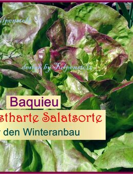 ♥ BIO Winterkopf Salat Baquieu Samen,Gemüse,Alte Sorte Sämereien Garten Tulpenstolz samenfest,rot winterhart - Hamburg