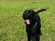 Labrador Rüde 6 Jahre - München Moosach