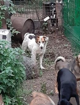 Suki - treue Fellnase sucht...❣️ - Mönchengladbach