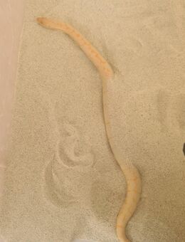 Zuchtgruppe Sandboa (gongylophis colubrinus loveridgei) snow & albino - Berlin