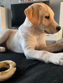 Mäx sucht neuen Dosenöffner in 53111