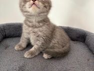 2 Reinrassige BKH Kitten Männchen Katzen - Hamm