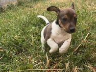 Wunderschöner, reinrassiger Jack Russel Terrier Welpe 1. Monat - Nürnberg