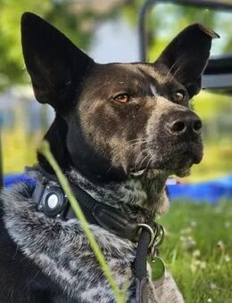 HANNES - Notfall bei Fulda! - Sulzbach-Laufen