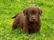 Labrador Retriever Welpen, Farbe schokobraun - Lobbach