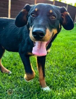 LIRON - aufgeschlossen, verspielt - Linden (Hessen)