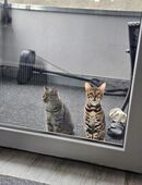 Bengal katze in 53840