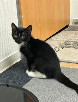 🐾 Zuckersüßes Kitten sucht liebevolles Zuhause 🐾 - Mannheim