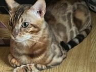 Reinrassiger Bengal Kater mit Stammbaum - Mainz