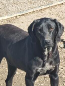 Elvis Ein kleiner Abenteurer sucht sei - Eixen