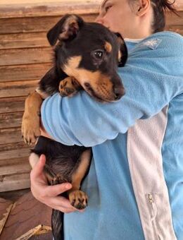 Rüde 028414 - Köln