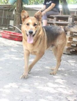 Cezar war nur eingesperrt - Olsberg