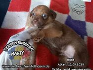 MARTY-lernt gerade das Leben zu lieben - Waakirchen