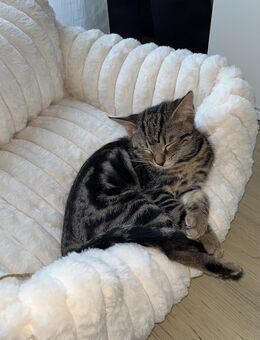 Süße Hauskatze - Pforzheim