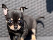 Wunderschöne Chihuahua Welpen❤️ - Kerken