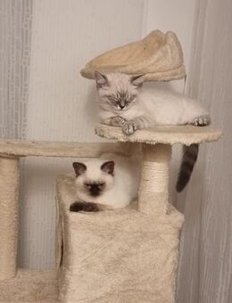 Zuckersüe BKH Kitten suchen neues Zuhause - Moorenweis