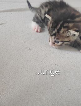 4 schöne kitten suchen bald ein neues Zuhause - Laubenheim