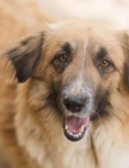 Goldschatz Grace sucht ihre Familie - Hamburg