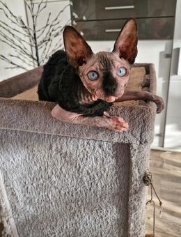 Canadian sphynx Weiblich - Bielefeld