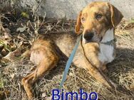 BIMBO ❤ sucht Zuhause oder Pflegestelle - Langenhagen
