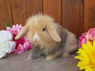 Zwergwidder, Widder, Kaninchen, geimpft - Wallenhorst