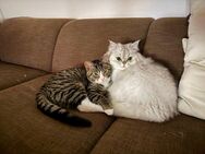 Perserkater und Europäische Kurzhaar - Rhauderfehn