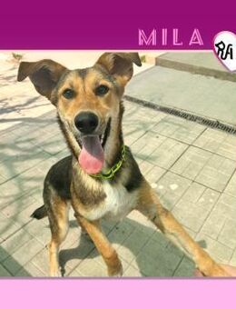 🥰MILA - GIBT ES EINE FAMILIE FÜR MICH? - Alfeld (Leine)