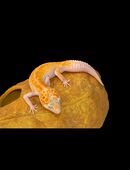 Leopardengecko Weibchen WY Pastel in 90455