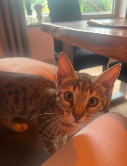 Bengal-mix Katzen 12 wochen - Neusäß