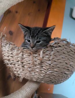 EKH Kitten Kater, entwurmt, Hunde gewöhnt , sofort abgabebereit - Nidda