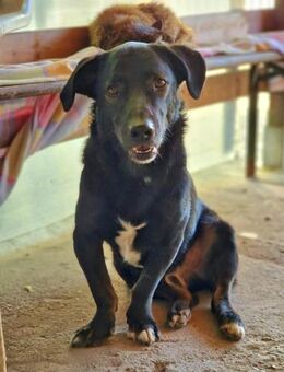 Patrocles, ein netter Kerl, sucht noch - Bochum