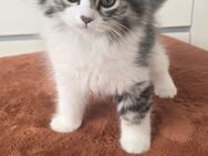 Kitten Kätzchen 6 Ragdoll BKH Mix bald abgabebereit !! - Spaichingen