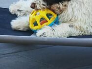 Fluffy zotteliger Lagotto Welpe - Herne Horsthausen