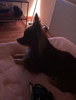 Reinrassiger Chihuahua (2 J. jung) - Elsterwerda