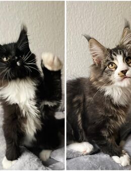 2 wunderschöne Maine Coon Kater (13 Wochen) in liebevolle Hände abzugeben - Oberhausen Zentrum