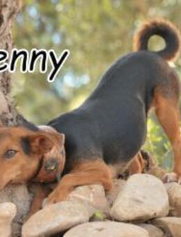 Lenny erobert ihr 💓 (Herz)❤️ - Essingen (Rheinland-Pfalz)