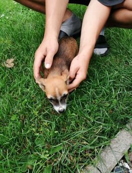 Hunde Welpen - Alt Tellin