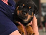 Rottweiler Welpen (Rüde) - Dernbach (Landkreis Südliche Weinstraße)