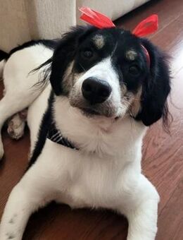 Hermes - fröhlicher Wirbelwind sucht ... - Mettmann