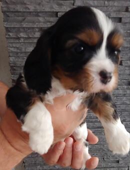 Cavalier King Charles Spaniel Welpen mit Ahnentafel - Taunusstein