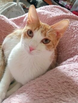 Greenhouse-Cat Vanea (ALO) - Geisenheim