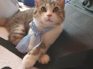 Katerchen sucht neues Zuhause - Malsfeld