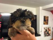 Yorkshire Terrier - Bleicherode