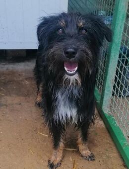 Paulina - Ein besonderer Rohdiamant - Obertshausen