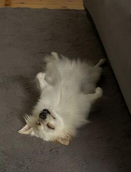 Neugierige Hündin sucht zu Hause - Berlin