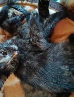 Kitten Mix EKH Schildpatt und roter Kater - Wendelstein