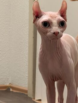 Sphynx Katze Weibchen - Berlin