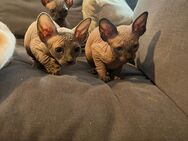 Sphynx Katzen - Wilhelmshaven